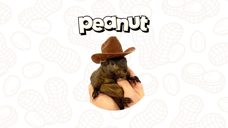 What is PNUT Coin? What Does Peanut the Squirrel Do? - ICRYPEX